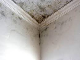 Why You Should Choose Our Mold Remediation Services in Pevely, MO